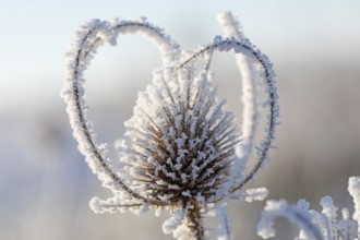 An impressive macro shot of Wild teasel (Dipsacus fullonum) covered in shimmering ice and