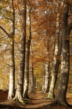 Tree avenue in autumn, Stikelkamper Wald, Leer District, East Frisia, Lower Saxony, Germany