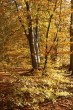 Autumn leaves in Stikelkamp Forest, Leer District, East Frisia, Lower Saxony, Germany