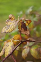 Leaf discoloration, autumn leaves, nature, season, Königsmoor, Moormerland, East Frisia, Lower