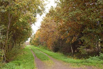 Forest trail, leaf discoloration, autumn leaves, nature, season, Königsmoor, Moormerland, East