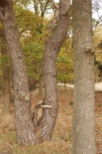 Tree trunks, edge of forest, TER BORG, Westerwolde Municipality, Groningen Province, Netherlands