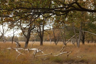 Landscape with trees, dry grass, autumn colors, edge of forest, Ter Borg, Westerwolde municipality,