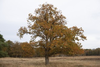 Red oak (Quercus rubra), autumn colours, forest edge, Ter Borg, municipality of Westerwolde,