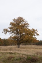 Red oak (Quercus rubra), autumn colours, forest edge, Ter Borg, municipality of Westerwolde,