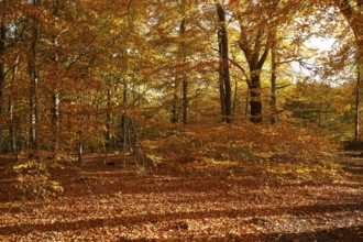 Autumn foliage, Stikelkamper Wald, Leer District, East Frisia, Lower Saxony, Germany