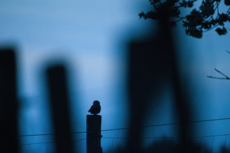 Little owl (Athene noctua), endangered species, sitting on a fence post, late dusk, blue hour,