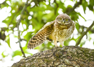 Little owl (Athene noctua) branchling, endangered species, young bird, stretching one wing, on a