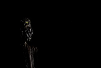 A Little Owl (Athene noctua) owl sitting on a tree stump in a dark environment, its yellow eye