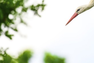 White stork, stork, stork (Ciconia ciconia), portrait, taking off, in front of a white background,