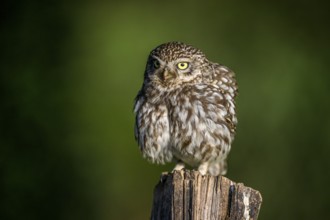 Little owl (Athene noctua) on fence post, fluffed up up, Teutoburg Forest, Osnabrücker Land, Lower