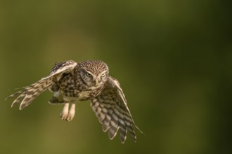 Steinkauz /Athene noctua) flying, departure from Zaunpfahl, Teutoburger Wald, Osnabrücker Land,