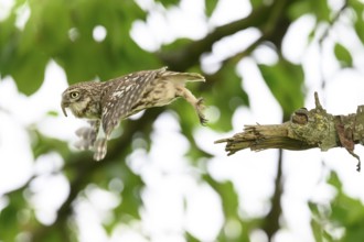 Little owl /Athene noctua) flying, departure from sitting room in a cherry tree, Teutoburg Forest,