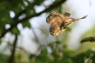 Little Owl /Athene noctua) flying, approach, Lower Saxony, Osnabrücker Land, Teutoburger Wald,