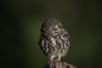Little owl (Athene noctua) on a fence post, fluffed up up, turning its head, eyes closed, Lower