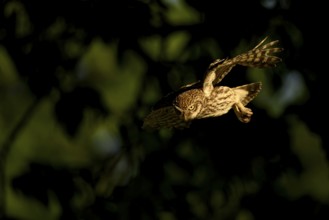 Little owl (Athene noctua) adult bird, flying, Teutoburg Forest, Osnabrücker Land, Lower Saxony,