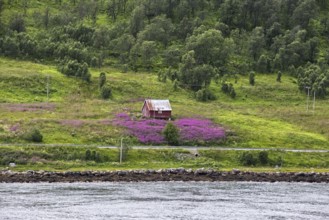 A small red hut on a lush, flower-strewn meadow nestled in a green rural setting, Norway