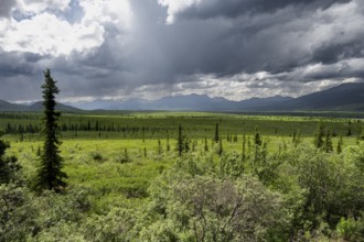 Taiga and tundra, mountain landscape of the Alaska Range with dramatic cloudy sky, Denali National