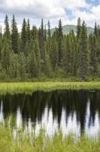 Small lake and boreal coniferous forest, Taiga, Alaska Range, Denali National Park, Alaska, USA