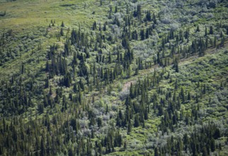 Taiga and tundra, Denali National Park, Alaska, USA