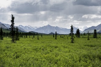 Tundra and mountainous landscape of the Alaska Range in dramatic cloudy skies, Denali National