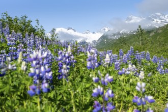 Picturesque landscape on the Richardson Highway, blooming Alaskan lupines (Lupinus nootkatensis),