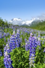 Picturesque landscape on the Richardson Highway, blooming Alaskan lupines (Lupinus nootkatensis),