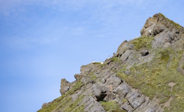 Dall sheep or Alaskan snow sheep (Ovis dalli) sitting on a mountain top, Sable Pass, Denali