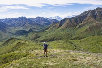 Hiker with camera climbs a mountain, tundra and mountainous landscape of the Alaska Range, Sable