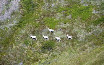 Dall sheep or Alaskan snow sheep (Ovis dalli) in a meadow in the mountains, Denali National Park
