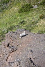 Dall sheep or Alaskan snow sheep (Ovis dalli) on a rocky outcrop in the mountains, Denali National