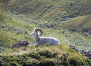 Dall sheep or Alaskan snow sheep (Ovis dalli) sitting on a rocky outcrop in the mountains, Denali