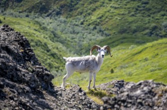 Dall sheep or Alaska snow sheep (Ovis dalli) between rocks, Denali National Park and Preserve,