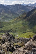Dall sheep or Alaskan snow sheep (Ovis dalli) between rocks, mountain landscape, Denali National