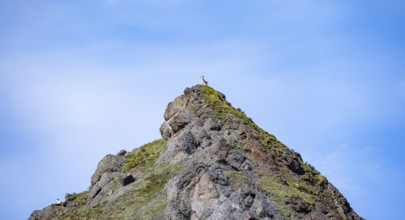 Dall sheep or Alaskan snow sheep (Ovis dalli) in the distance on the top of a mountain peak, Denali