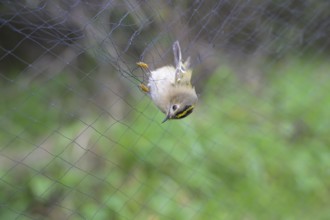 A goldcrest (Regulus regulus) hanging in a net, Japanese net, surrounded by blurred greenery, bird