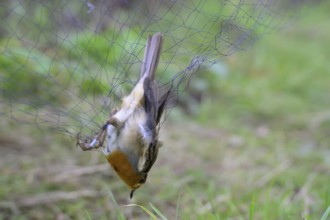A robin (Erithacus rubecula) hanging in a net, Japan net, surrounded by blurred greenery, bird