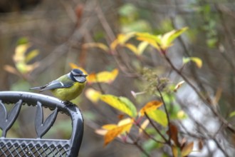 Blue tit (Cyanistes caeruleus) sitting on a garden chair, Bavaria, Germany