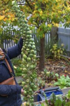 Hobby gardener proudly shows off her harvested Brussels sprouts, Bavaria, Germany