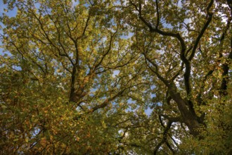 Oak trees (Quercus) in autumn colour, Franconia, Bavaria, Germany