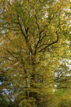 Oak trees (Quercus) in autumn colour, Franconia, Bavaria, Germany