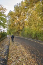 Female walker walking on a road with fallen leaves, Franconia, Bavaria, Germany