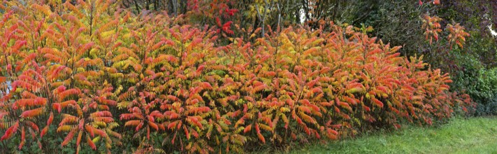 Vinegar trees (Rhus typhina) in their autumn colours, Franconia, Bavaria, Germany