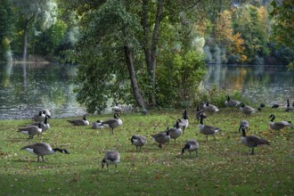 Canada goose (Branta canadensis) on a meadow at a lake, Hersbruck, Middle Franconia, Bavaria,