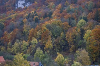 Herbstlicher Mischwald, Egloffstein, Upper Franconia, Bavaria, Germany