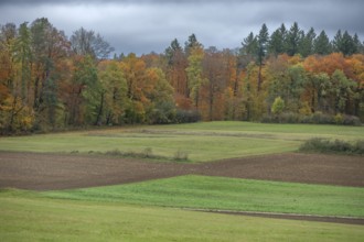 Autumn landscape with mixed autumn forest, Egloffstein, Upper Franconia, Bavaria, Germany