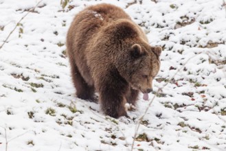 A Eurasian brown bear (Ursus arctos arctos) runs across a snow-covered meadow in hilly terrain.