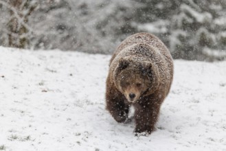 A Eurasian brown bear (Ursus arctos arctos) runs across a snow-covered meadow in hilly terrain