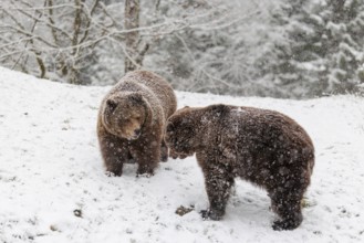 Two Eurasian brown bears (Ursus arctos arctos) meet in a snow covered meadow during snowfall.
