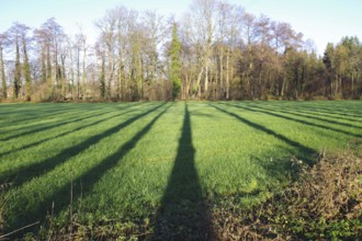 Landscape, meadow, shade, sunlight, trees, December, Germany, Several shades of trees are seen side